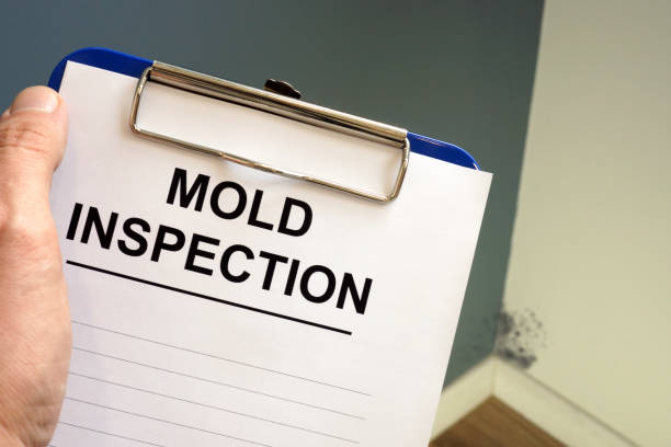 Best Basement Mold Removal  in La Mirada, CA